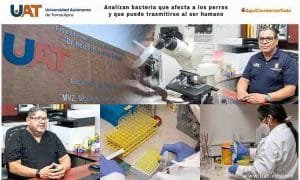 Analizan bacteria que afecta a los perros y que puede tra