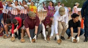 Inicia viaje tortuga lora desde Tam