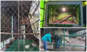 Por onda gélida, permanecerán cerrado